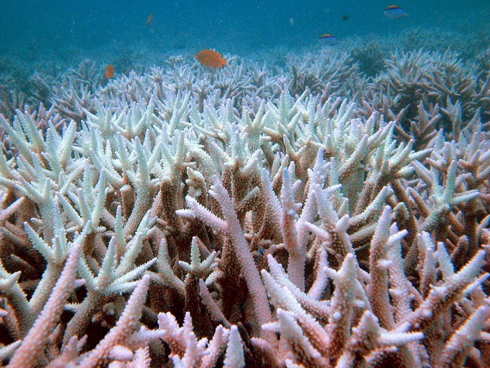 Северный коралловый риф обнаружен у берегов Японии