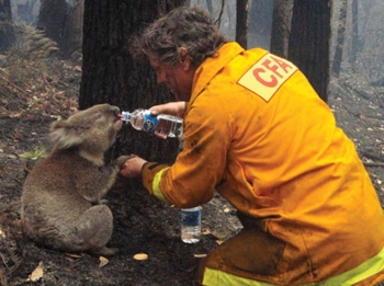 Лесной пожар пощадил маленького коалу