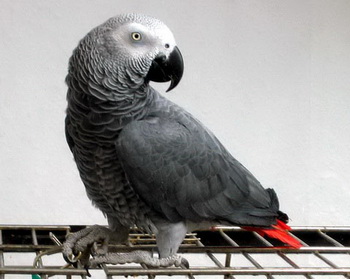 Серые попугаи показали способность логически мыслить