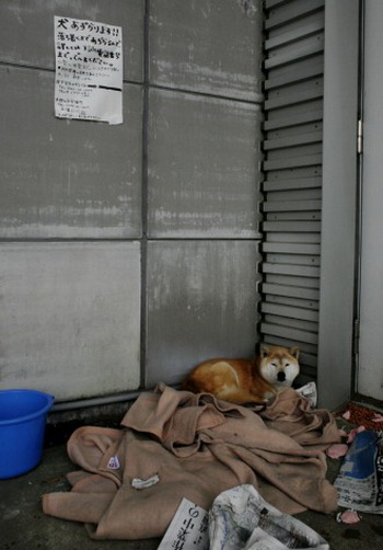 Потерявшуюся собаку оставили под табличкой, на которой написано «Мы будем заботиться о вашей собаке» и «Назовите число ниже». Снимок сделан в городе Кориама префектуры Фукусима 21 марта 2011 года. Фото: Go Takayama/AFP/Getty Images
