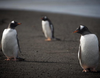 Антарктида.Фото:Getty