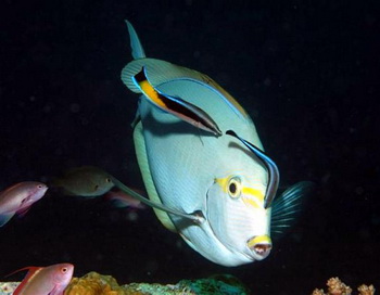 Очищение более крупной рыбы: парочка Labroides dimidiatus едят паразитов и водоросли на Achanthurus mata. Фото с сайта theepochtimes.com  
