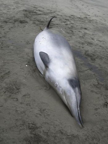 Кит, которого поначалу приняли за более распространенного серого кита, оказался чрезвычайно редким видом, называемым лопатозубым китом. Фото: New Zealand Government
