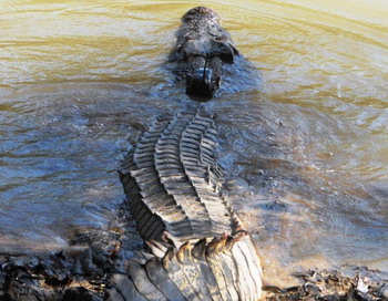 3,8 метровый самец эстуаринского крокодила погружается обратно в воду после того, как ему прикрепили спутниковый передатчик для отслеживания его передвижений. Фото с сайта theepochtimes.com
