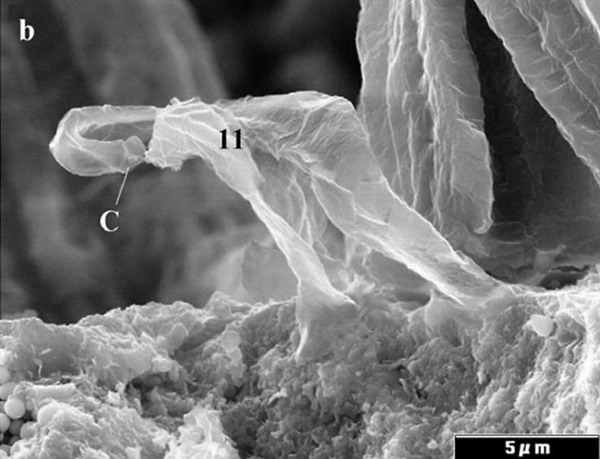 В составе метеоритов обнаружены формы внеземной жизни