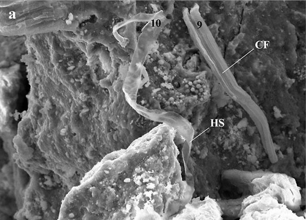 В составе метеоритов обнаружены формы внеземной жизни