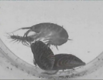 Креветка-убийца: Dikerogammarus villosus - пресноводная креветка охотится на других беспозвоночных. Так называемая «креветка- убийца» была недавно обнаружена в Великобритании. Фото с сайта theepochtimes.com