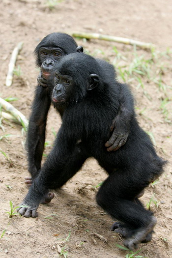 Обнаружено, что бонобо охотно делятся пищей с другими. Фото: Issouf SANOGO/AFP/Getty Images 