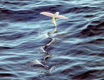 Летучая рыба: новое исследование обнаружило, что летучая рыба может скользить по воде, как некоторые птицы. Фото с сайта theepochtimes.com