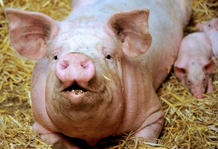 Учёные определили, что геном свиньи близок к человеческому