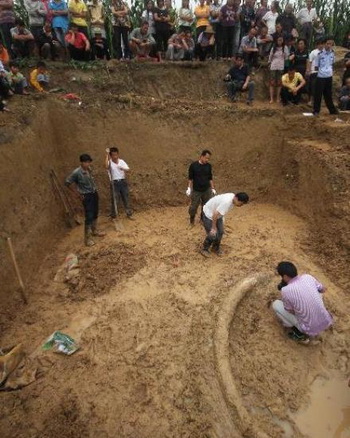 Бивень древнего слона гигантского размера обнаружили в Китае