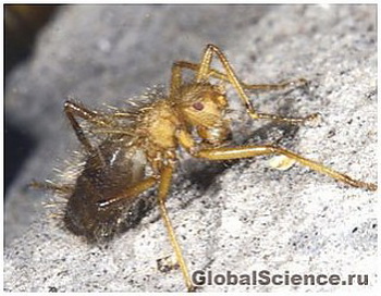 Ужасная волосатая муха снова обнаружена в Африке. Фото с сайта: globalscience.ru
