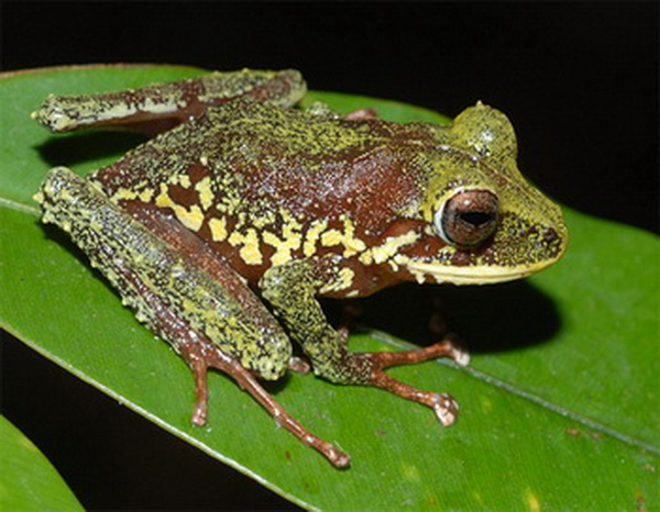 В Папуа — Новой Гвинее исследователями-биологами обнаружено около 200 новых видов животных и растений