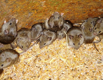 Поющая мышь случайно выведена учеными