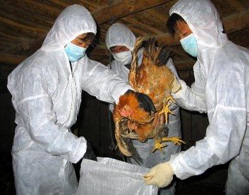 Устранение последствий птичьего гриппа в Японии. Фото с krasotana5.ru