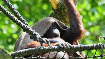 Счастливые орангутаны живут дольше