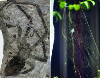 Крупнейший ископаемый паук принадлежит к живущему сейчас роду Nephila, или золотые ткачи. (Kansas University). Фото с сайта theepochtimes.com