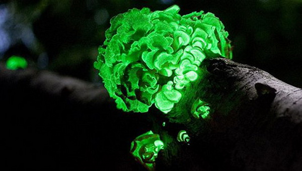 Светящиеся грибы. Фото с сайта ba-bamail