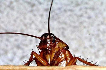 Поговорим о тараканах. Фото с сайта qrok.net