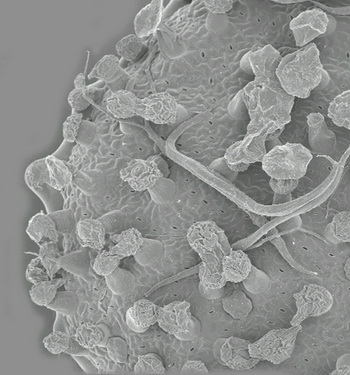Поверхность листа филкоксии  под электронным микроскопом, показывающая его железы и нематоды. Фото: Кайо Перейра
