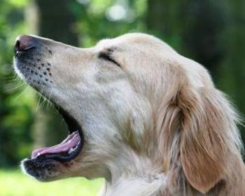 Собаки заражаются звуками зевоты. Фото: dogforfun-blog.de