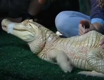 В Бразилии аллигатора исцелили с помощью иглоукалывания