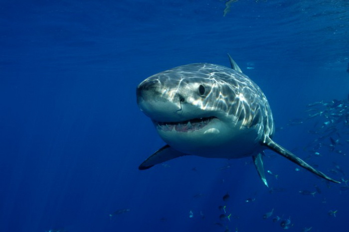 Биологи установили генетическое сходство человека и акулы