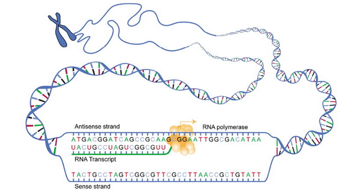 Схема транскрипции ДНК. Иллюстрация: commons.wikimedia.org