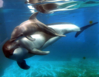 День китов и дельфинов отмечают экологи мира. Фото: YOSHIKAZU TSUNO/AFP/Getty Images