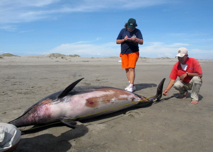 Массовая гибель дельфинов наблюдается в США