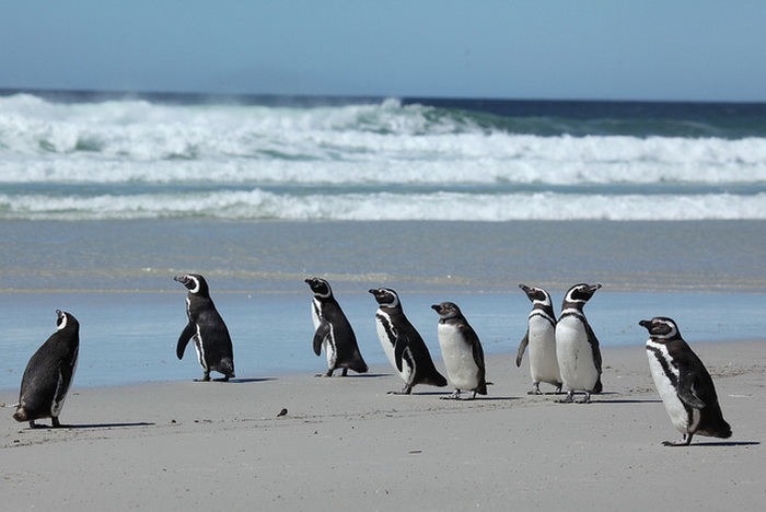 Магеллановы пингвины. Фото: Liam Quinn/flickr.com