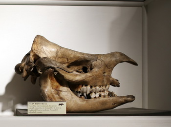Останки древнего носорога обнаружили уральские учёные. Фото: Peter Macdiarmid/Getty Images 