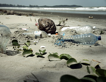 Учёные США выяснили, как влияет пластмасса на обитателей моря