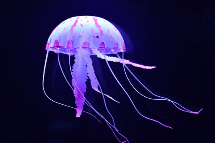 Медузы. Интересные факты