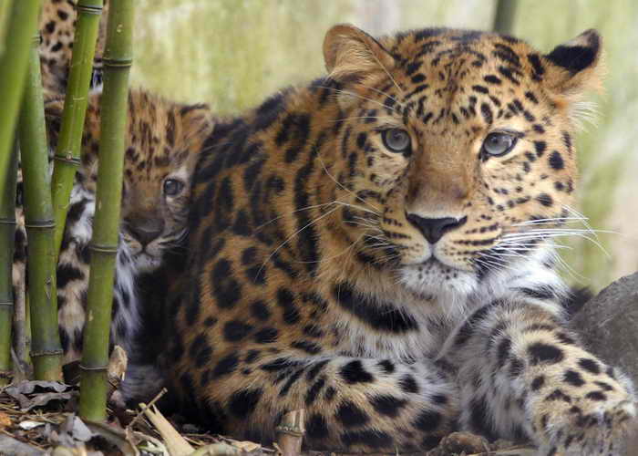 В Приморье задержали продавца шкуры редкого леопарда