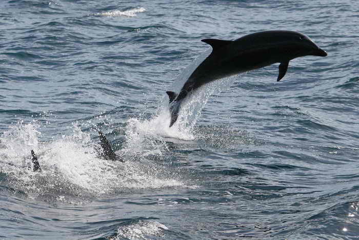 Причиной гибели дельфинов на восточном побережье США стал морбилливирус