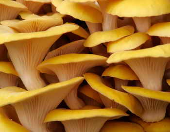 В КНДР набирает популярность разведение грибов