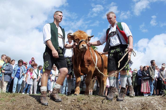 Чемпионат быков Ox-Racing в Баварии