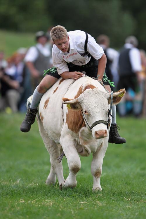 Чемпионат быков Ox-Racing в Баварии