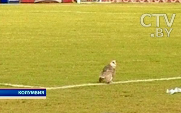 Футболист пнул сову на поле во время матча,  которая через сутки умерла