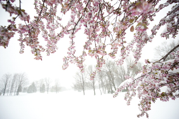 Снег засыпал цветущие сады в Пенсильвании