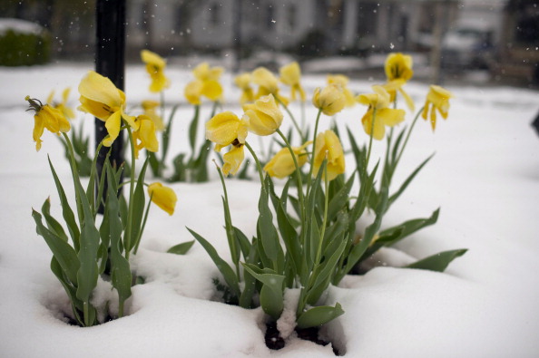 Снег засыпал цветущие сады в Пенсильвании