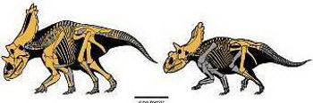Ученые считали, что динозавры вымерли 65 млн лет назад от удара метеорита. Эта версия подверглась сомнению. Отчего вымерли динозавры - остается загадкой. Фото с сайта dinozavr.org