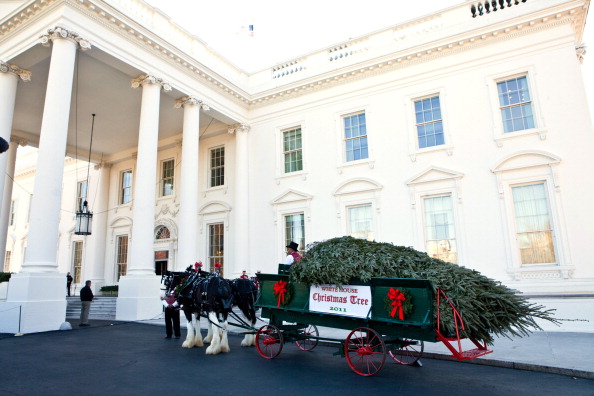 Рождественская ёлка прибыла в Белый дом. Фоторепортаж из Вашингтона