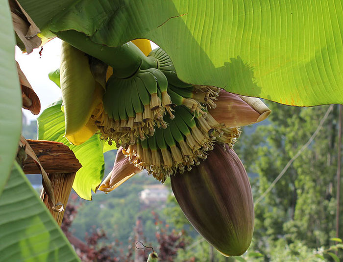 Цветок и завязь банана. Фото: Popugayka/commons.wikimedia.org 