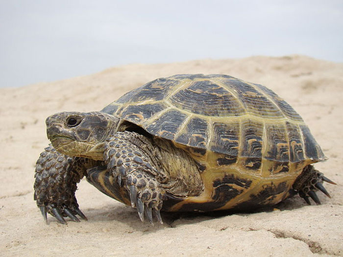 Среднеазиатская черепаха, занесена в Международную Красную книгу. Фото: Yuriy75/commons.wikimedia.org