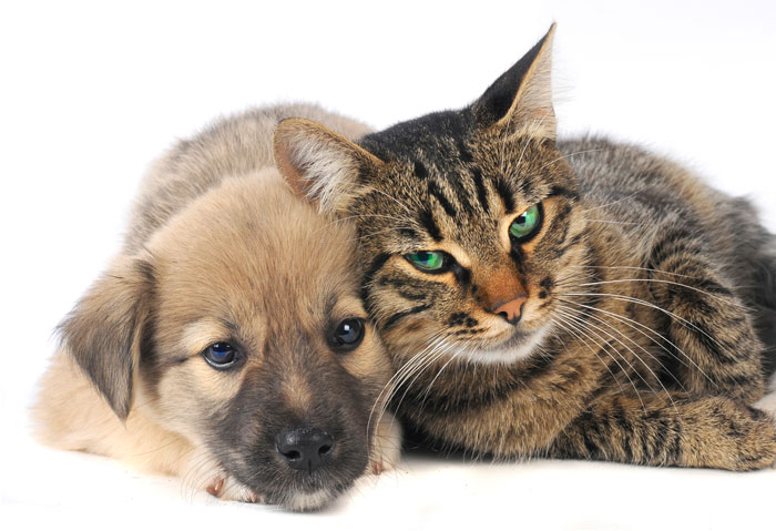 Большинство кошек и собак могут научиться жить в мире друг с другом. Фото: Vasyl Helevachuk/Photos.com
