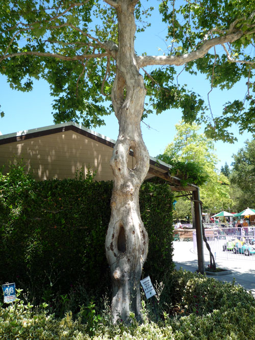 В Цирке деревьев Акселя Эрландсона в США