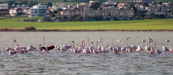Незабываемое зрелище: фламинго на Солёном озере в Ларнаке