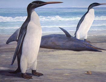 Гигантский доисторический пингвин воссоздан в Новой Зеландии